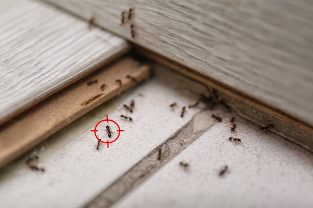  Reston, VA Pest Control Pros